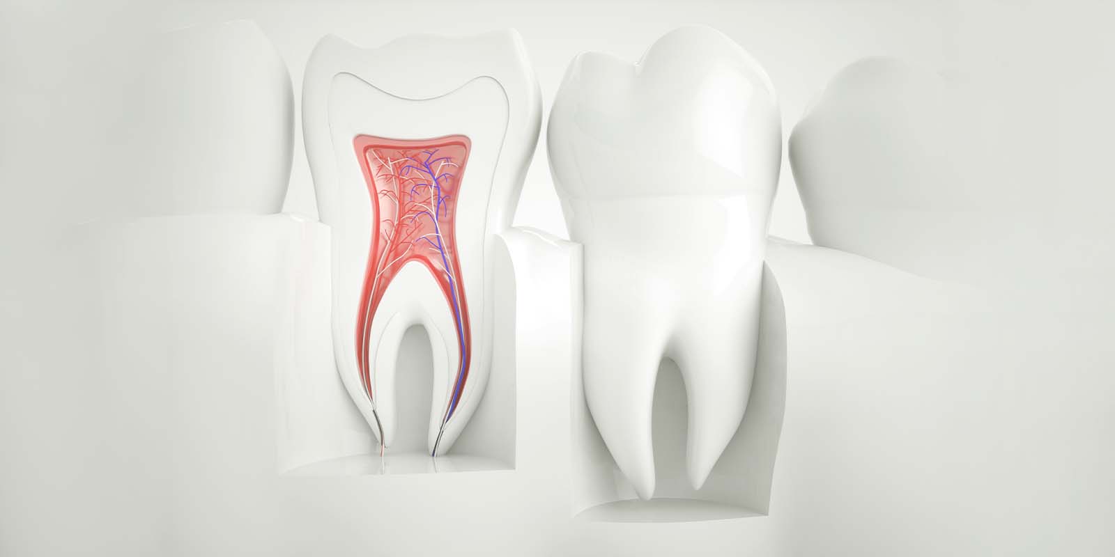 歯の構造について